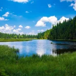 Миртовий колір: глибокий відтінок природи