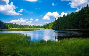 Миртовий колір: глибокий відтінок природи